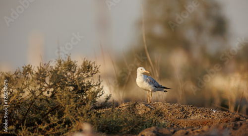 slender-billed gull perched on the ground against smooth background photo