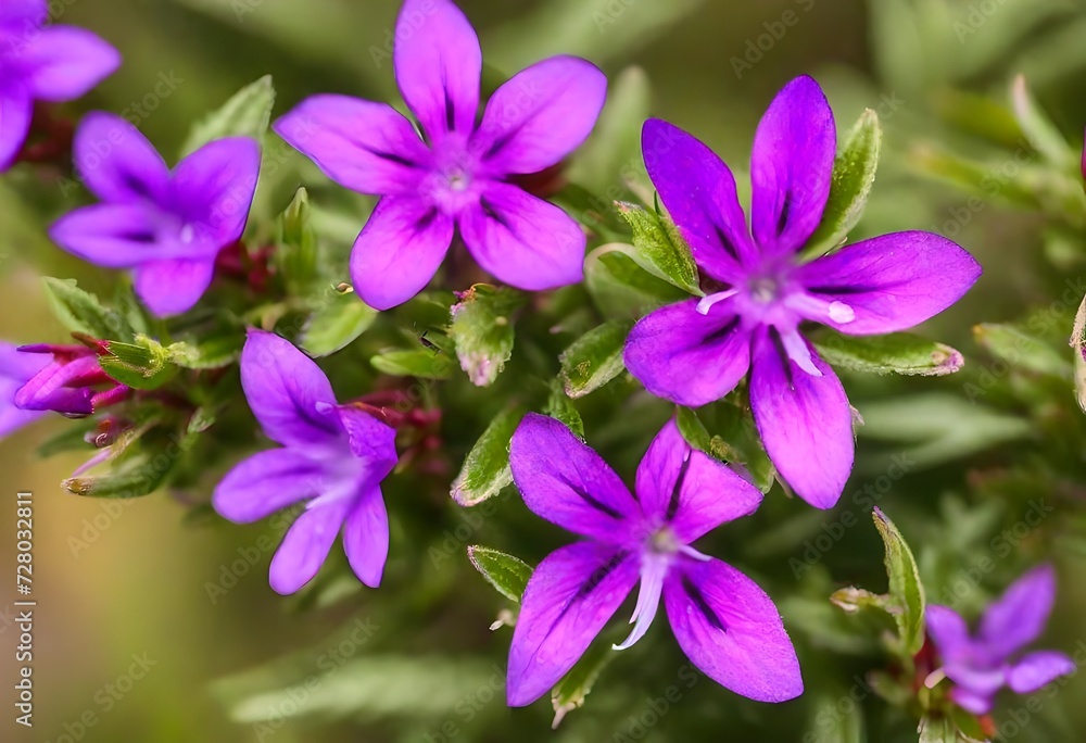 Purple flower of Cuphea hyssopifolia, the false heather, Mexican heather, Hawaiian heather or elfin herb