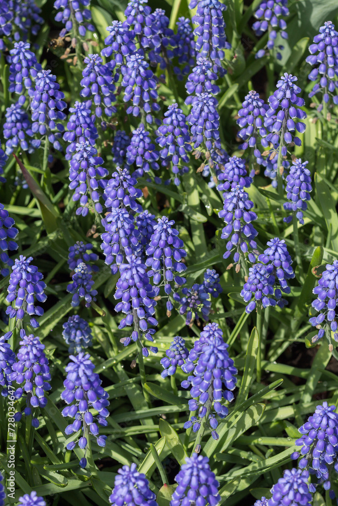 Obraz premium Muscari Armeniacum or Blue Grape Hyacinth
