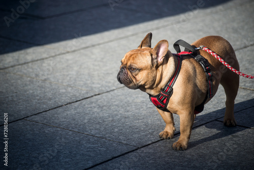 Portrait of brown bulldog standing in the street 