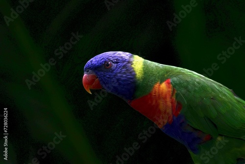Rainbow lorikeet, lorikeet colorful parrot close up on black background, 