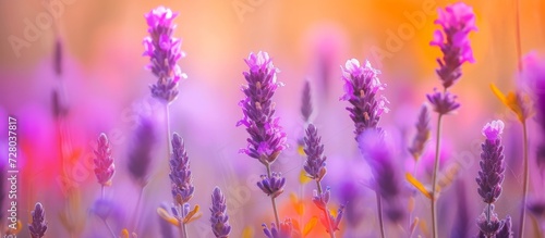 Mesmerizing Macro Purple Flowers in a Colorful Field