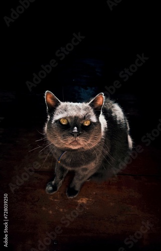 gray cat on a dark background