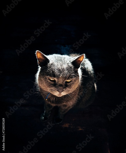gray cat on a dark background