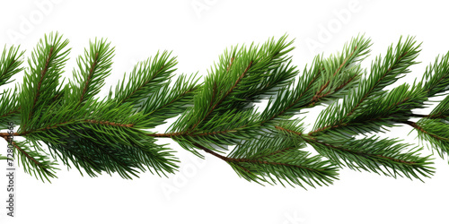 Close up pine branches on white or transparent background