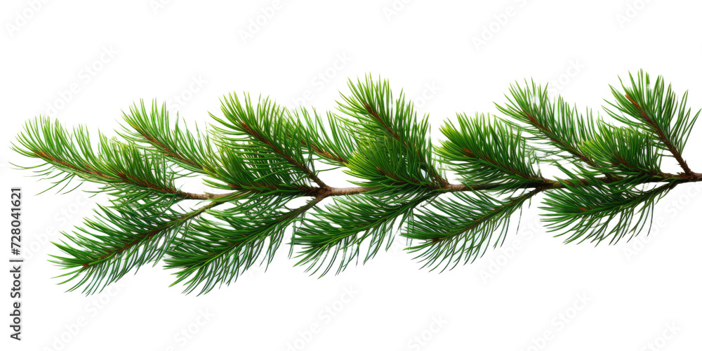 Close up pine branches on white or transparent background