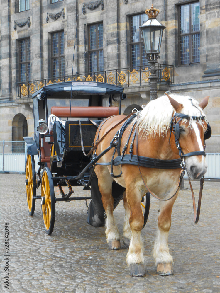 Horse and carriage on the street