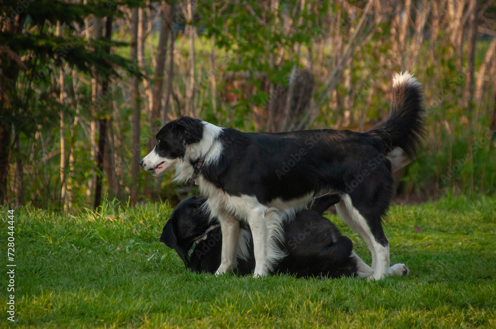 Brother and sister black and white border collies playing and wrestling together on the grass during the summer Brother and sister black and white border collies playing and wrestling together on the grass during the summer