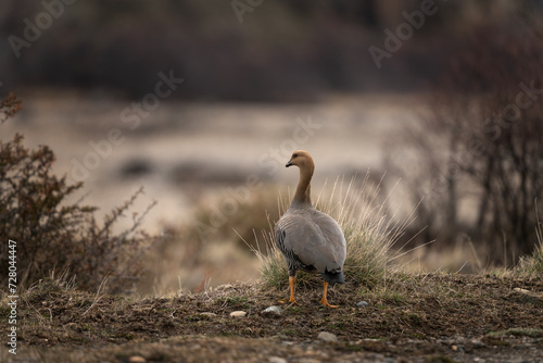 Upland goose is looking on the meadow in Patagonia. Magellan goose during winter among grass. 