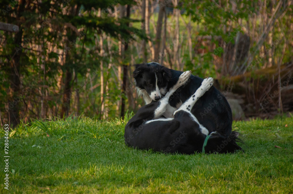 Brother and sister black and white border collies playing and wrestling together on the grass during the summer Brother and sister black and white border collies playing and wrestling together on the grass during the summer