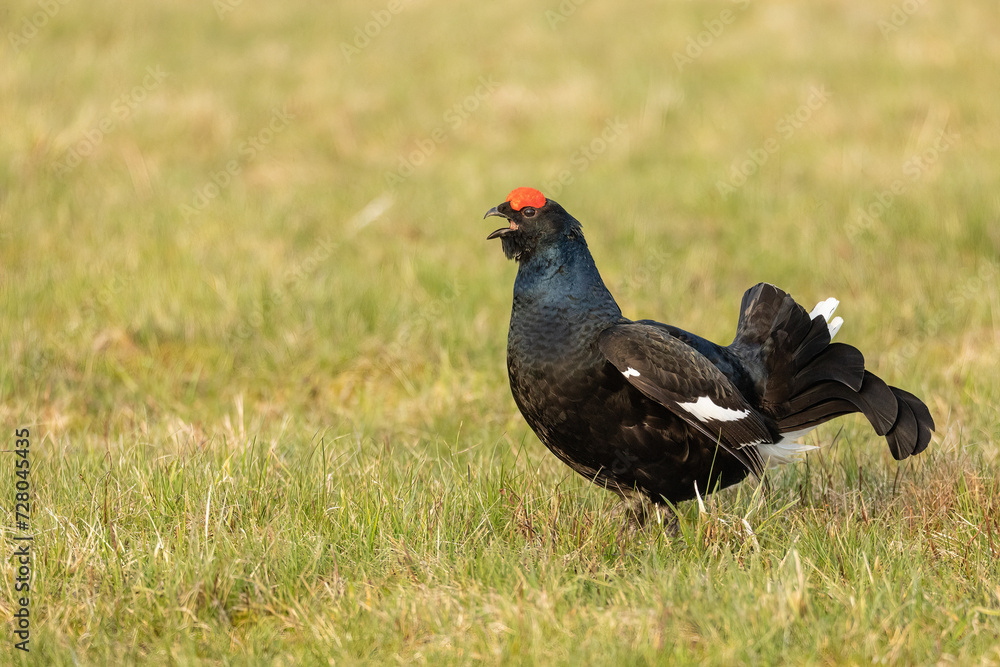 black grouse black grouse