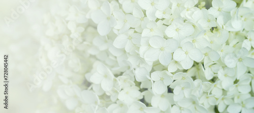 Tapeta, białe kwiaty, miejsce na tekst, życzenia