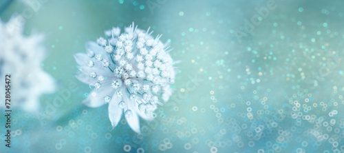 Panel kuchenny z motywem Papier dekoracyjny, tapeta, białe kwiaty Astrantia, miejsce na tekst, życzenia