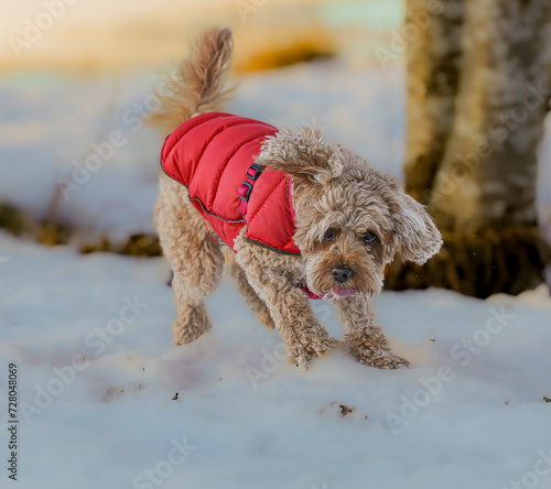 Young Cavapoo dog playing in the snow with a red cover in Ludvika City, Sweden photo