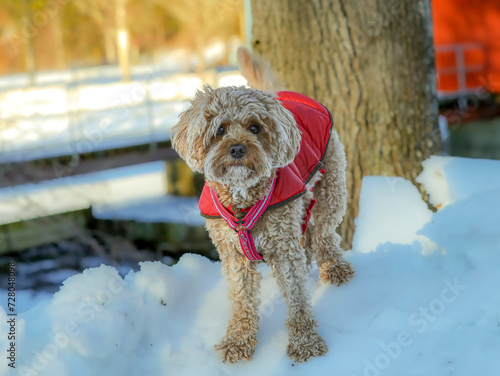 Young Cavapoo dog playing in the snow with a red cover in Ludvika City, Sweden photo