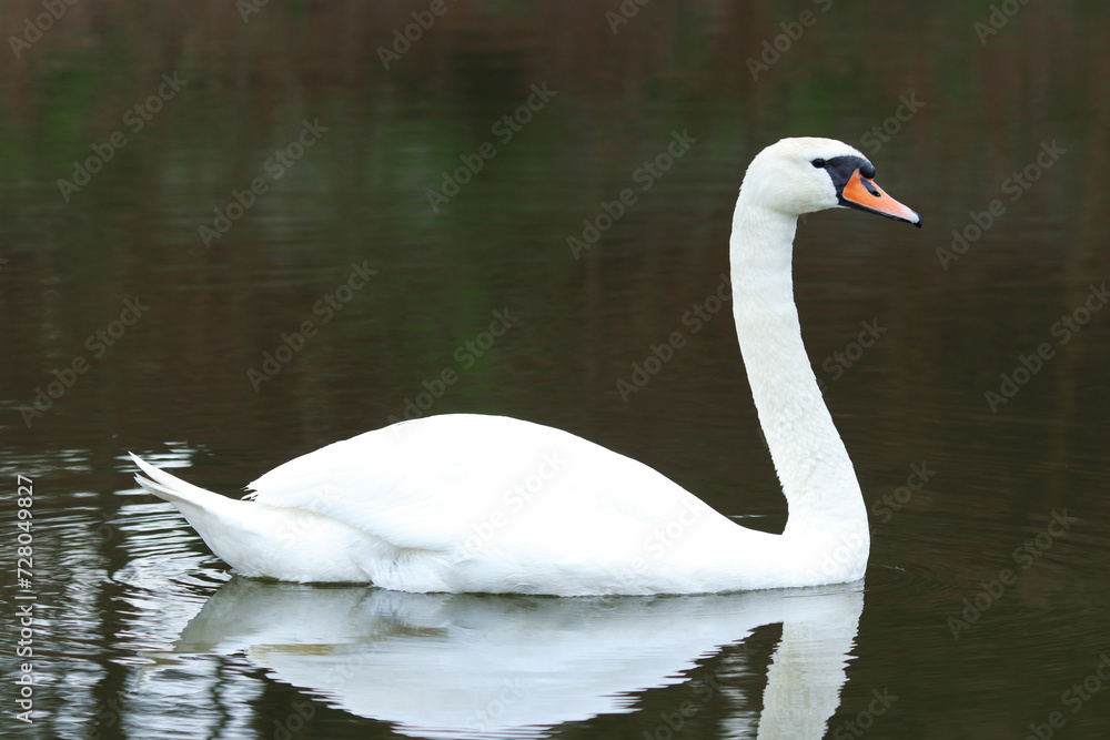 White swan floating on dark blue water. Mute Swan at sunset. Romance. Seasonal postcard. Happy Valentine's day. Close beautiful swan swimming in the Lake White swan floating on dark blue water. Mute Swan at sunset. Romance. Seasonal postcard. Happy Valentine's day. Close beautiful swan swimming in the Lake