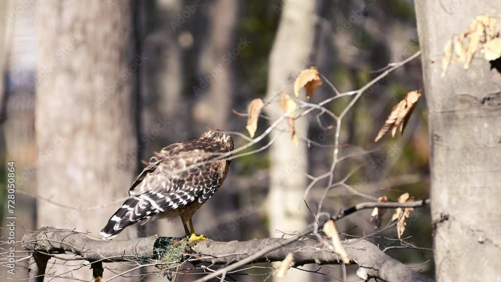 Red Shouldered Hawk Eating Frog Series 4k 60FPS - Flying Away Red Shouldered Hawk Eating Frog Series 4k 60FPS - Flying Away