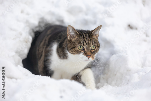 Katze  im Iglu