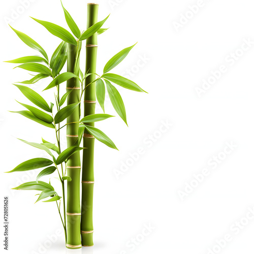 Bamboo isolated on white background  png 
