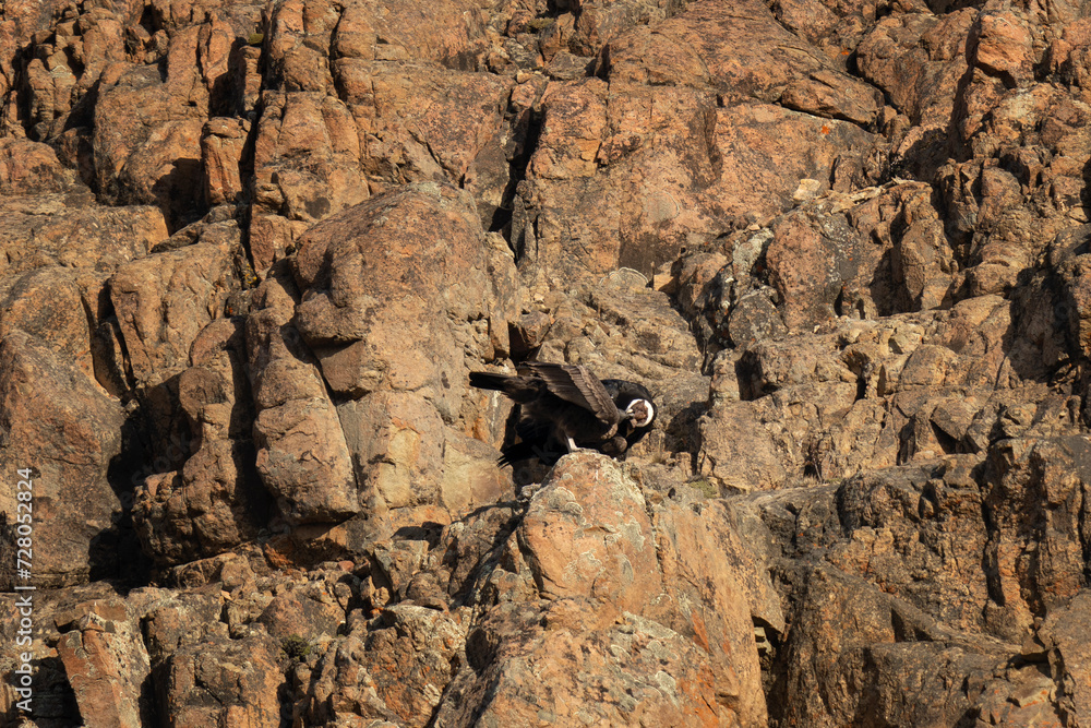 Fototapeta premium Andean condor in Patagonia And. The biggest flying bird in Argentina. One of rarest bird in South America.