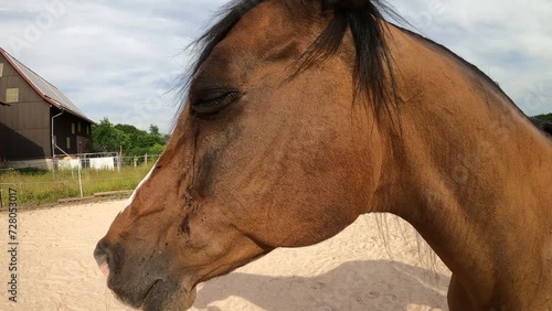Pferd mit verletzung und entzündung am Auge. conjunctivitis, tränen und Schwellung photo