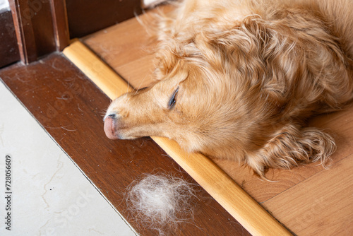 Foto A golden Retriever sleeps at home on a wooden floor as golden and white hairs cr