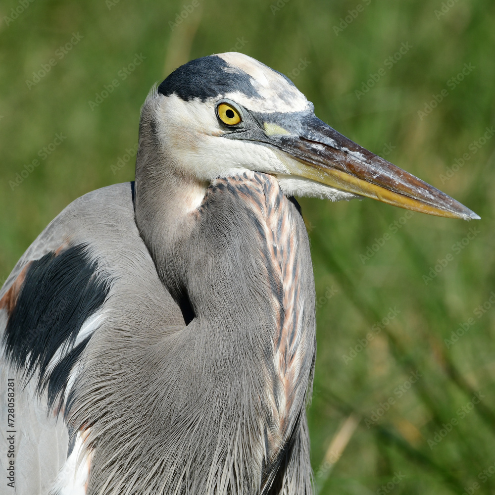 Great Blue Heron at the South Padre Island Birding and Nature Center, Texas Great Blue Heron at the South Padre Island Birding and Nature Center, Texas