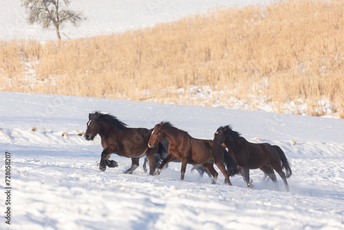 Pferdeherde rennt in Schneelandschaft © Nadine Haase