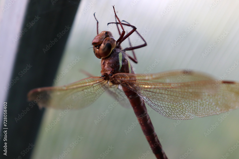 A dragonfly stuck its paws to the web under the roof of a greenhouse in the summer - an insect in a spider's trap, close-up, horizontal photo. A dragonfly stuck its paws to the web under the roof of a greenhouse in the summer - an insect in a spider's trap, close-up, horizontal photo.