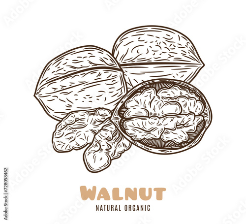 Whole and half walnut pieces, walnut kernels illustration