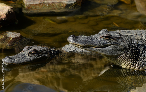 Alligators at the South Padre Island Birding and Nature Centre  Texas