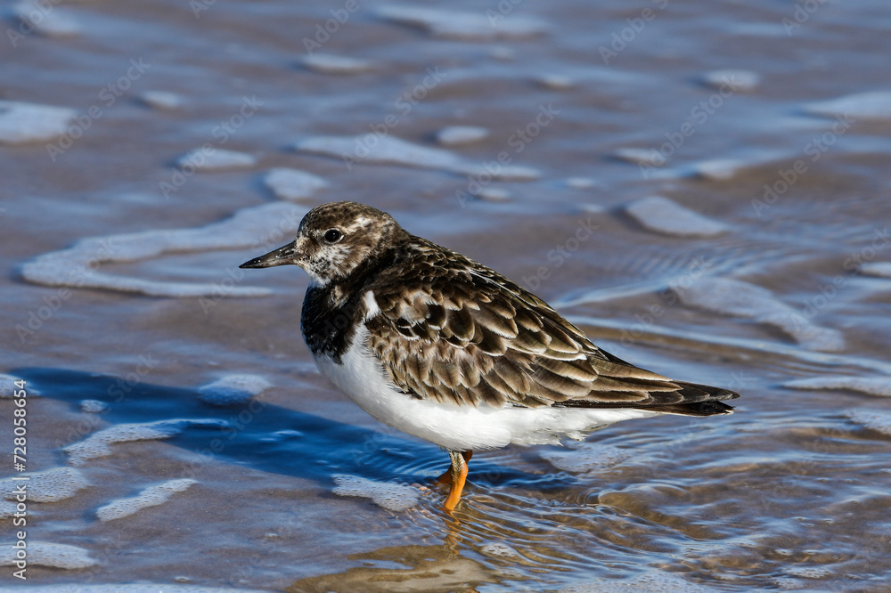 Ruddy Turnstone at South Padre Island Beach, Texas