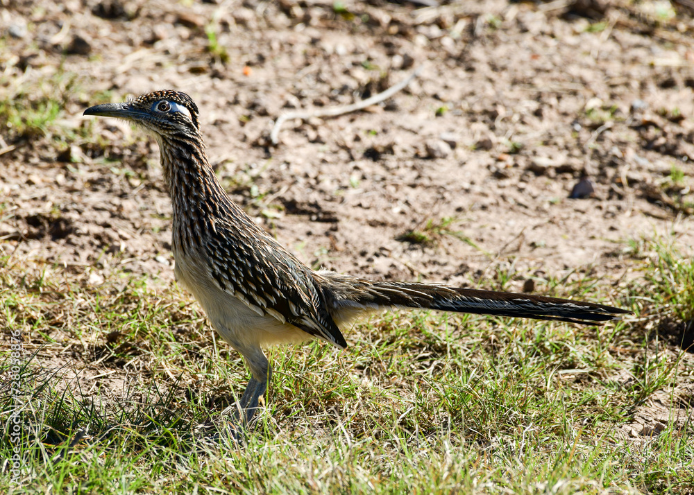 Fototapeta premium Roadrunner at Laguna Atascosa Wildlife Refuge, Los Fresnos Texas