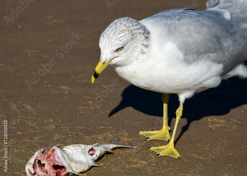 Seagull eating at South Padre Island Beach, Texas
 photo