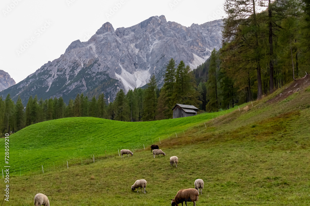 Sheep grazing on alpine meadow with scenic view of majestic mountain peaks of Sexten Dolomites, South Tyrol, Italy, Europe. Hiking in panoramic Fischleintal (Val Fiscalina), Italian Alps. Wanderlust