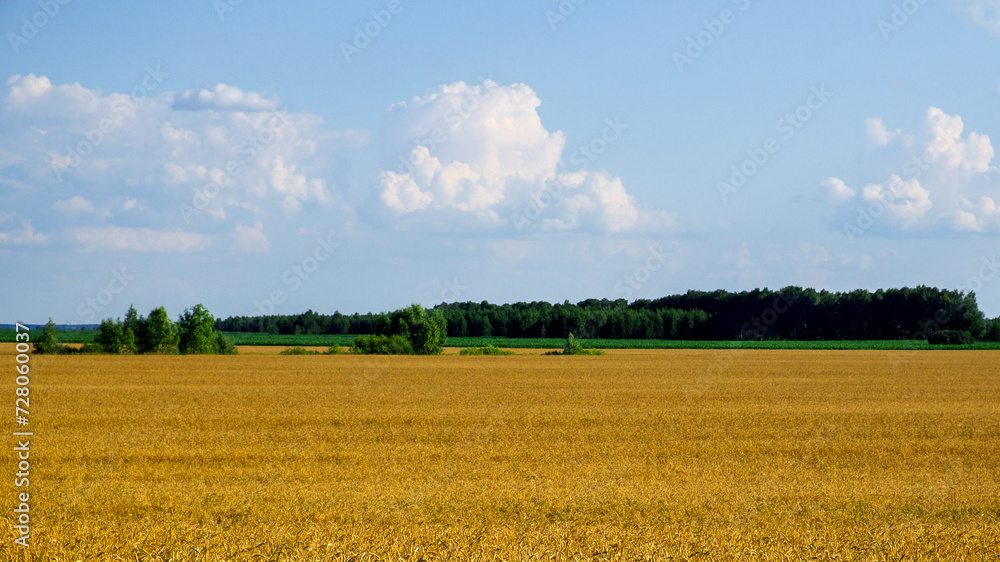 A golden wheat field under a clear blue sky with fluffy white clouds.