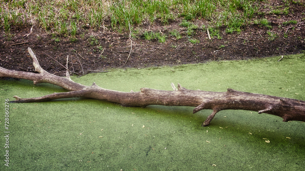 A fallen tree branch lies on a green, algae-covered pond. A fallen tree branch lies on a green, algae-covered pond.