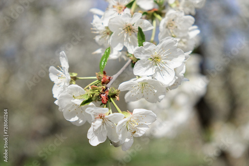 Cherry blossoms in full bloom, showcasing their white petals and yellow centers.