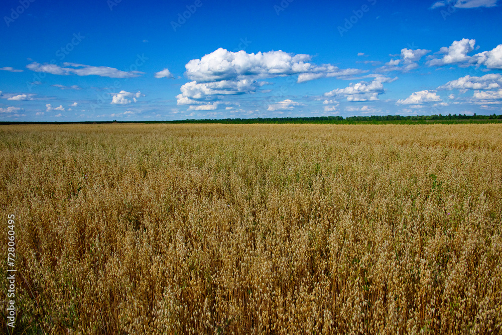 Obraz premium Golden oat sways in the breeze beneath a sky filled with cumulus clouds.
