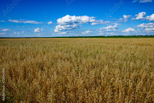 Golden oat sways in the breeze beneath a sky filled with cumulus clouds.