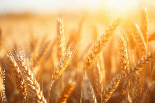 Close up view on wheat field with golden sunset light during sunny summer day. Generative Ai.