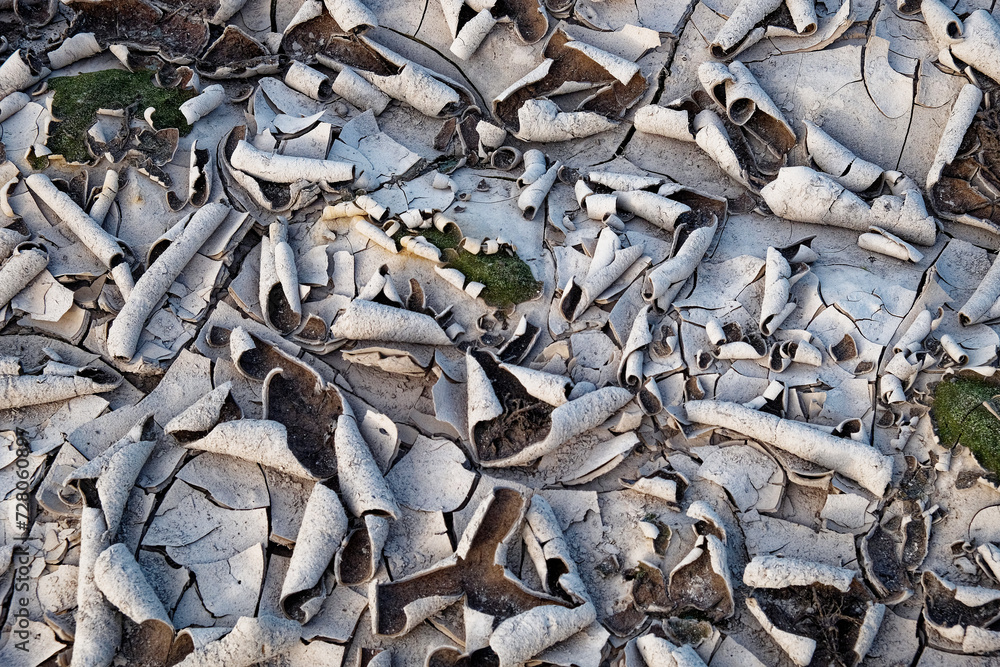The image shows dried, curled mud pieces with some green moss patches. The image shows dried, curled mud pieces with some green moss patches.