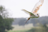 barn owl in flight
