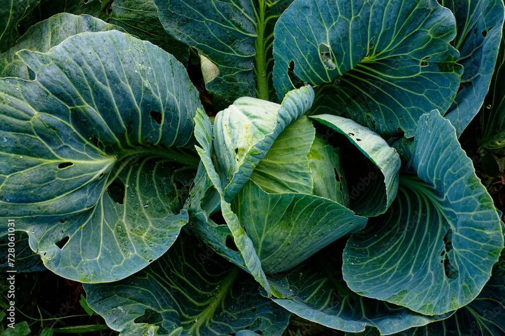 A close-up of a green cabbage with detailed, textured leaves. A close-up of a green cabbage with detailed, textured leaves.