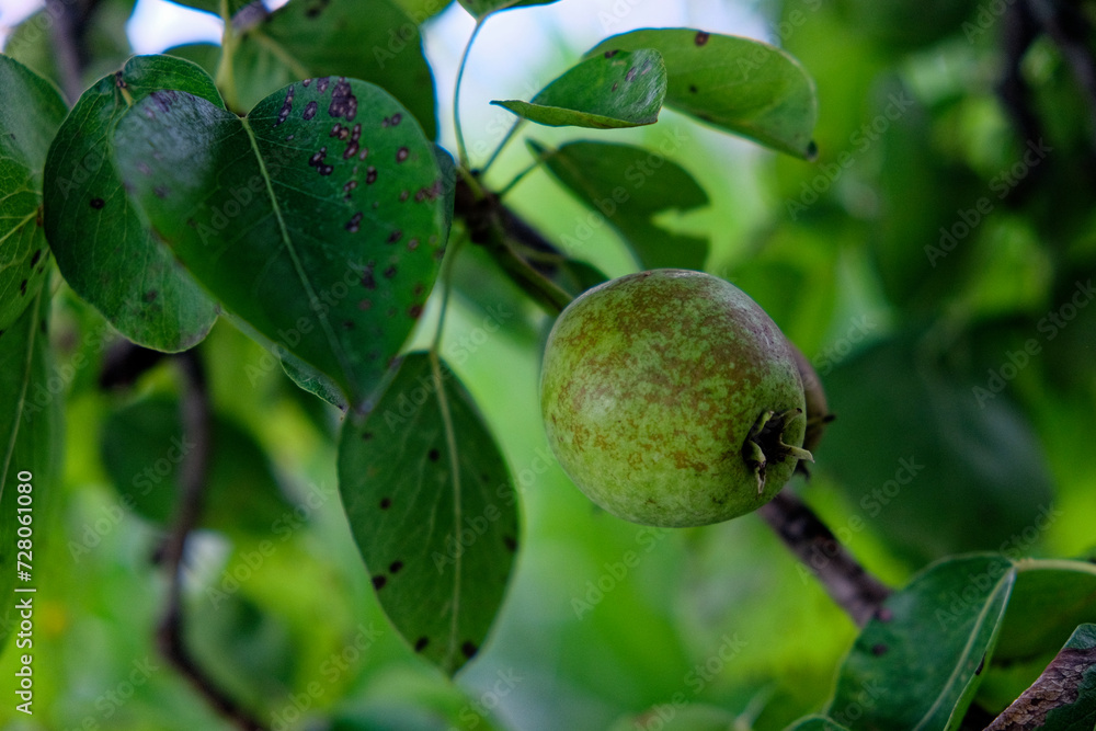 The image shows a green, unripe pear hanging from a branch surrounded by leaves with visible pest damage. The image shows a green, unripe pear hanging from a branch surrounded by leaves with visible pest damage.