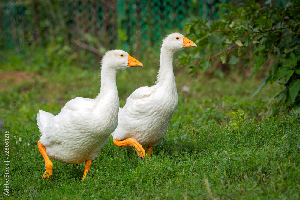 Close-up of two young geese walking through the village. Close-up of two young geese walking through the village.