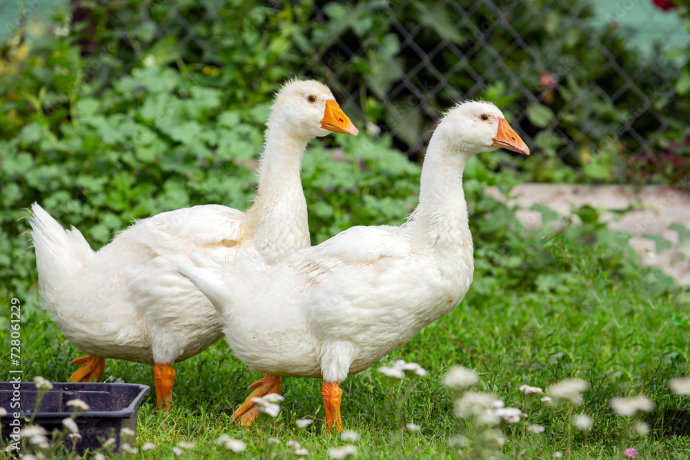 Close-up of two young geese walking through the village. Close-up of two young geese walking through the village.