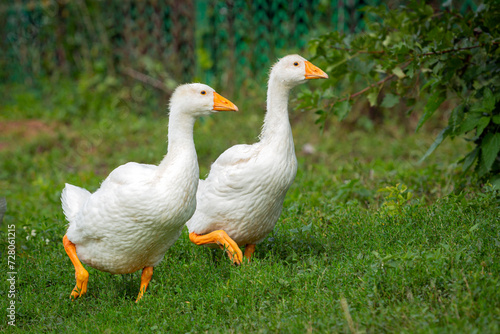 Close-up of two young geese walking through the village.