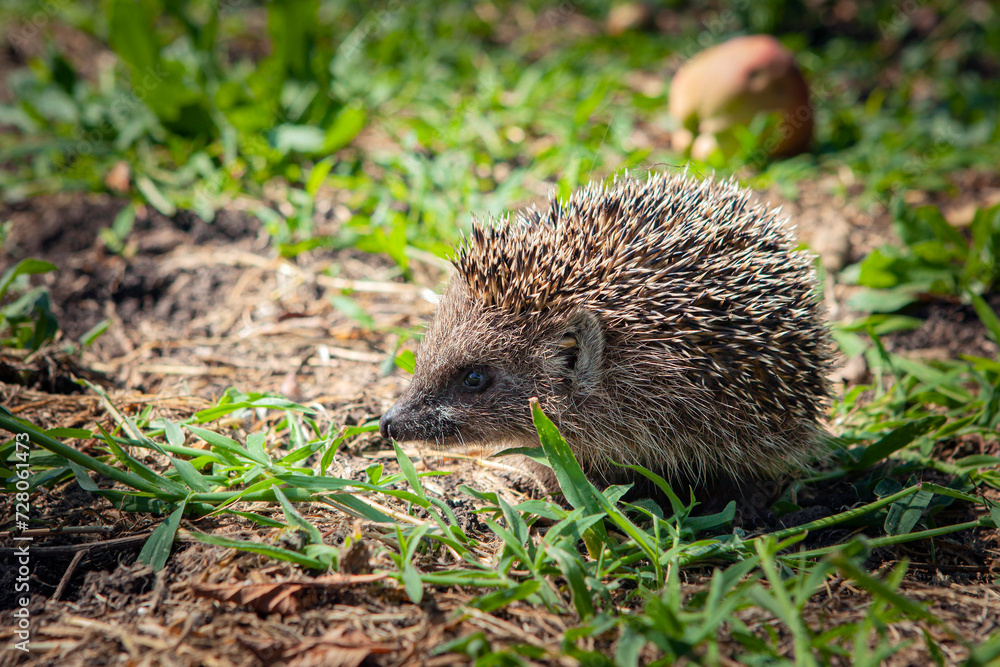 A hedgehog harvests in a summer garden. A hedgehog harvests in a summer garden.