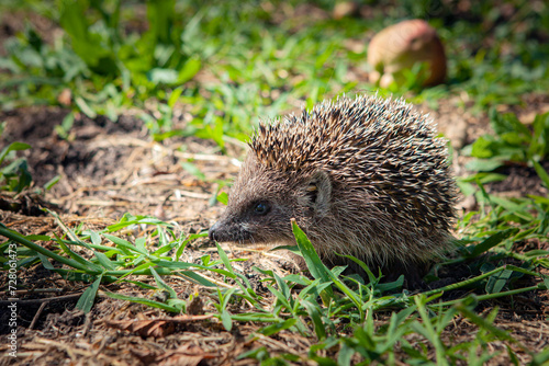 A hedgehog harvests in a summer garden.